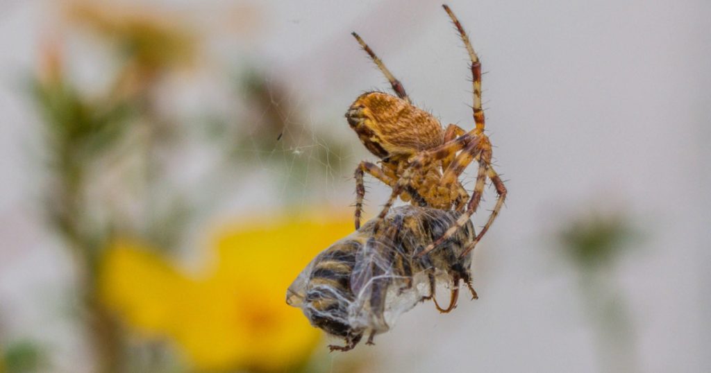 Photo from the series “Predator and Prey”: a spider eats a bee.
