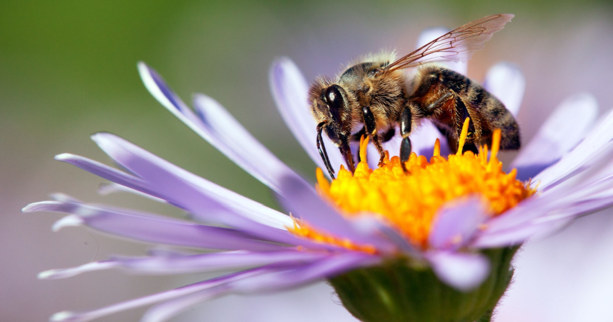 Morgan Freeman Converted His 124-Acre Ranch Into A Giant Honeybee ...