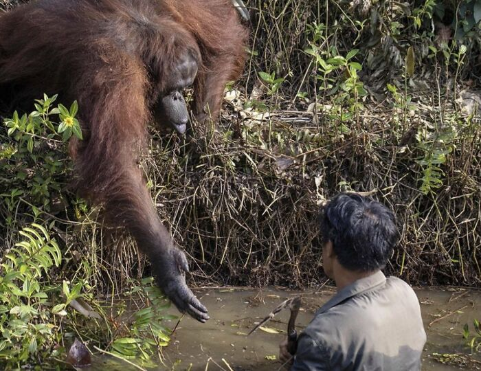 Orangutan helping man