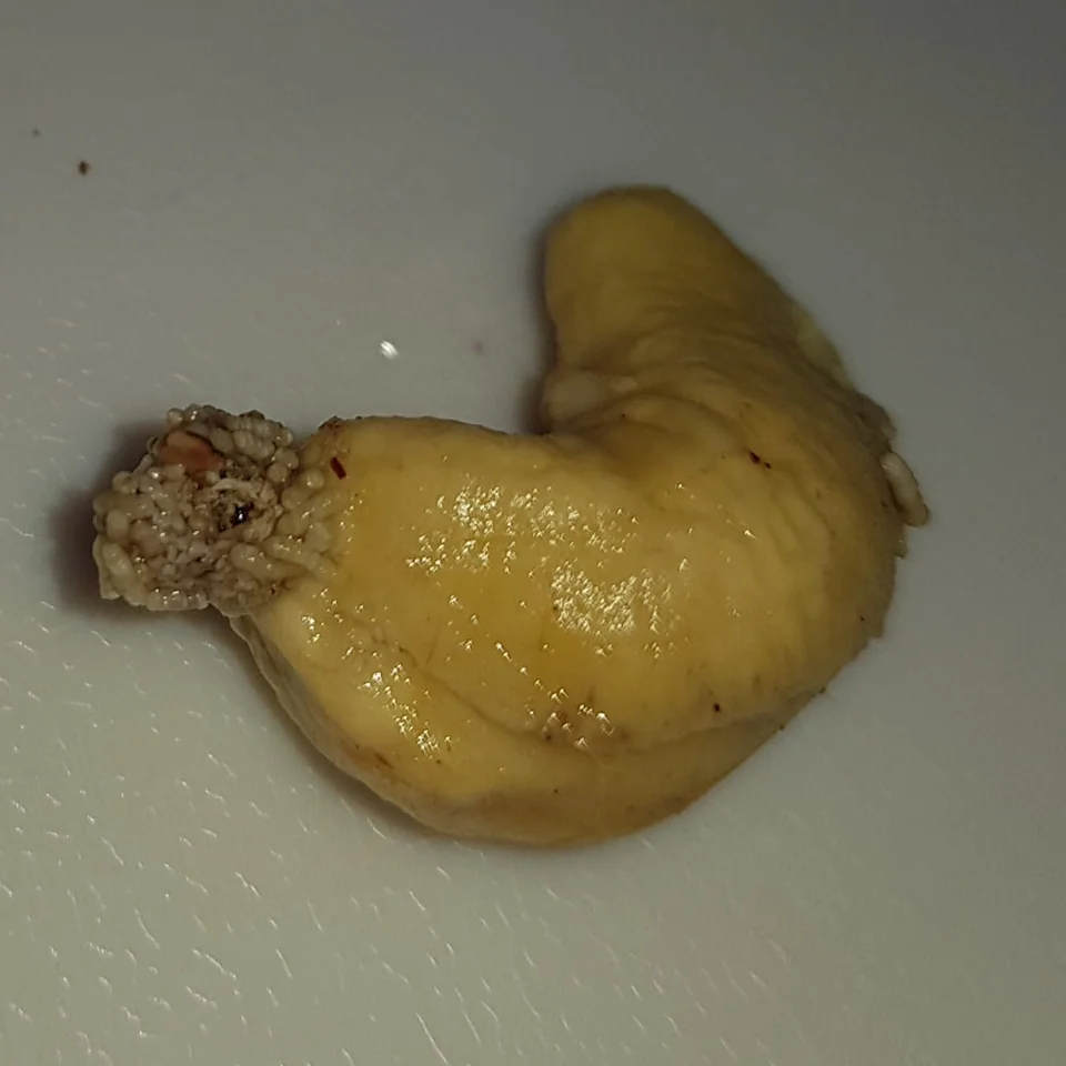 maggots on cashew nut