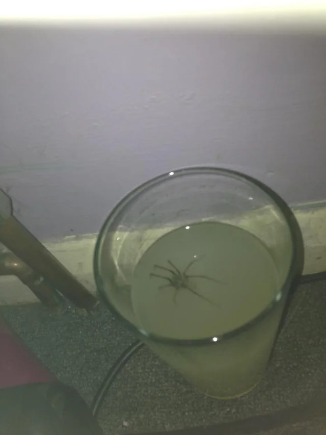 spider in drink
