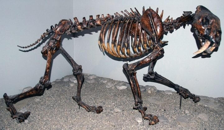 Cave Lion Skeleton