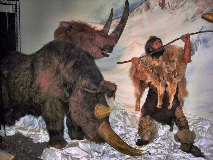A theorized wooly mammoth exhibit in a museum