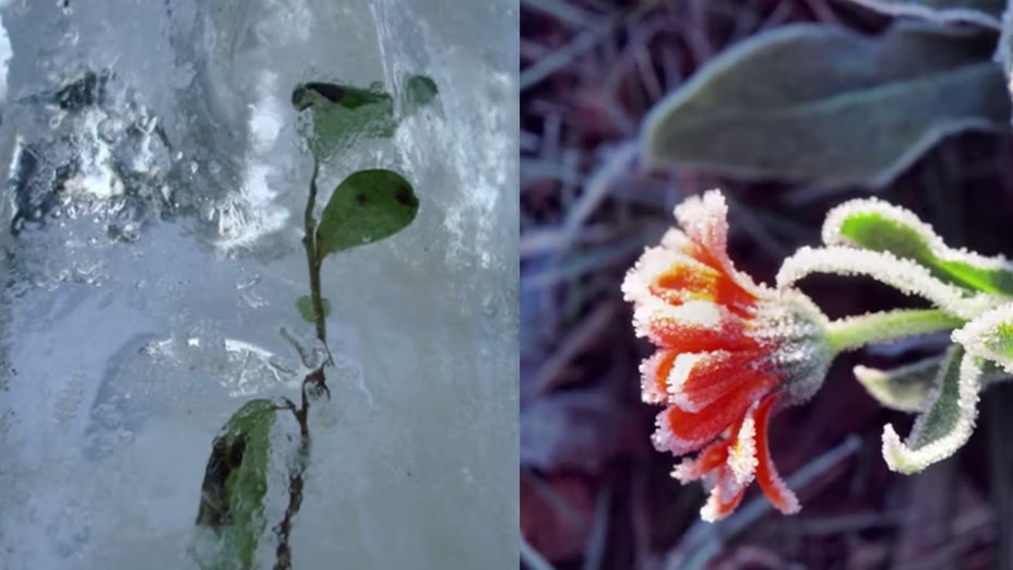 Frozen prehistoric plants