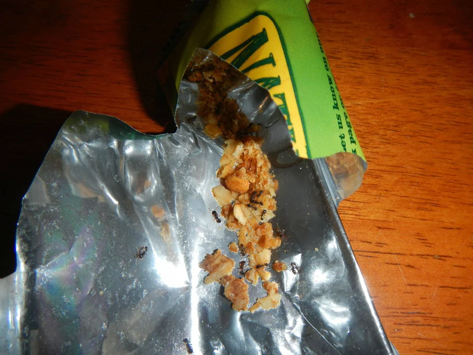ants in packet