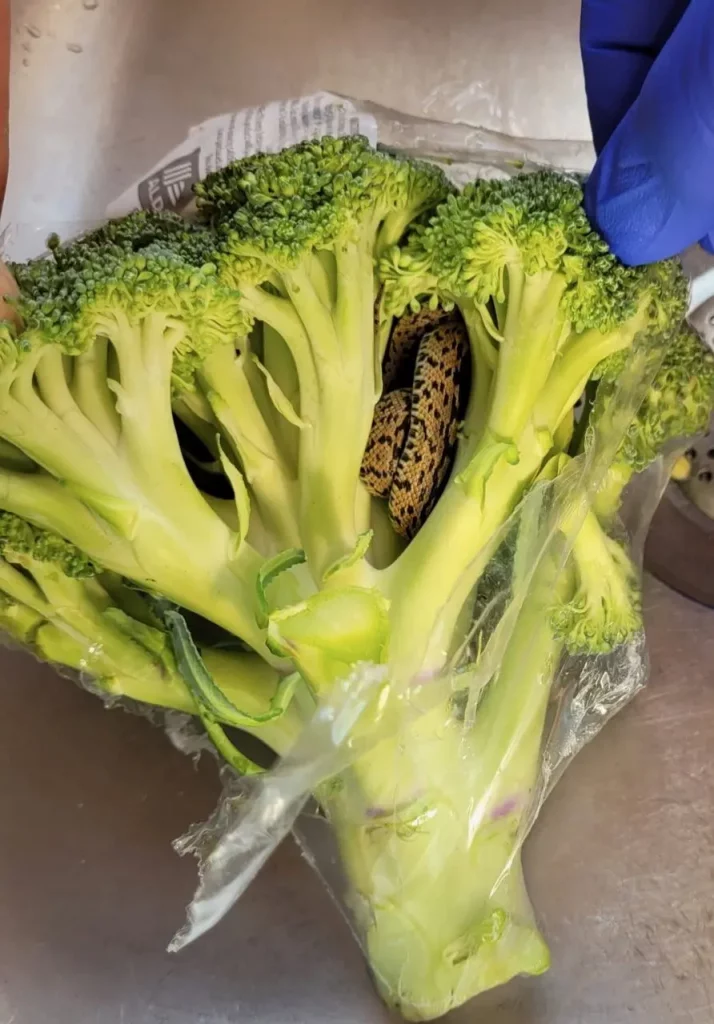 Broccoli found at Aldi with lader snake in it 