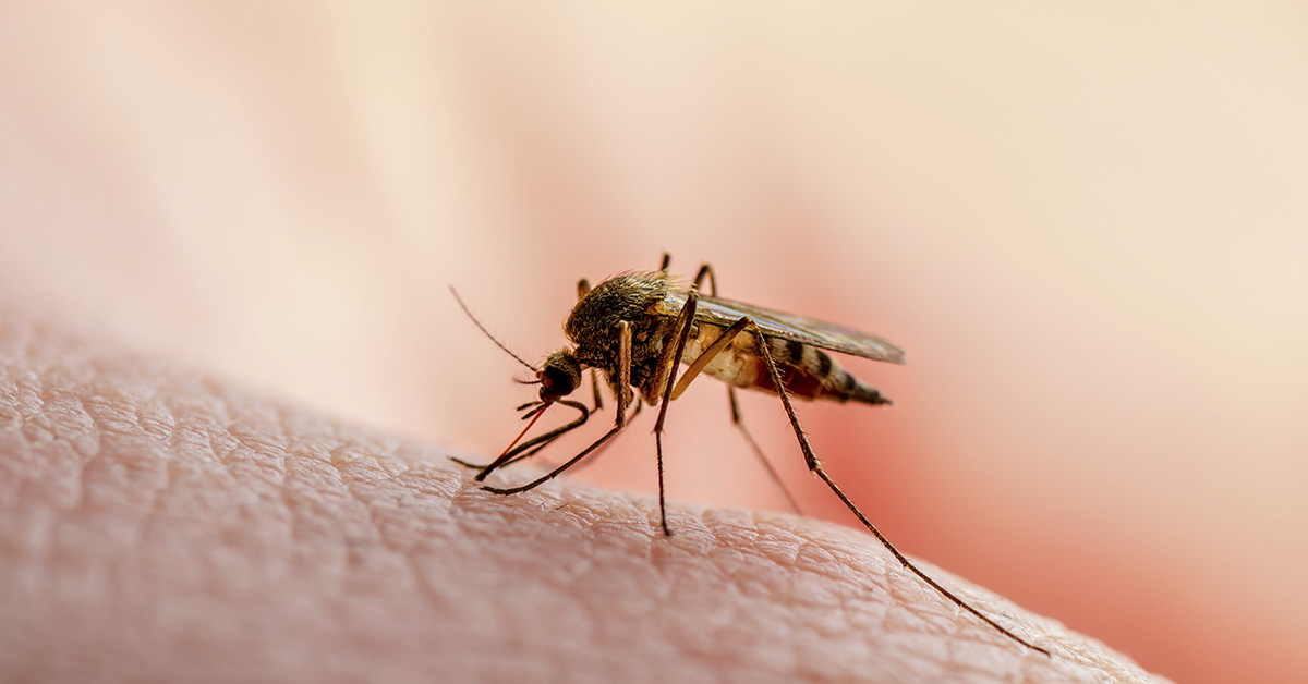 closeup of mosquito sitting on a persons skin