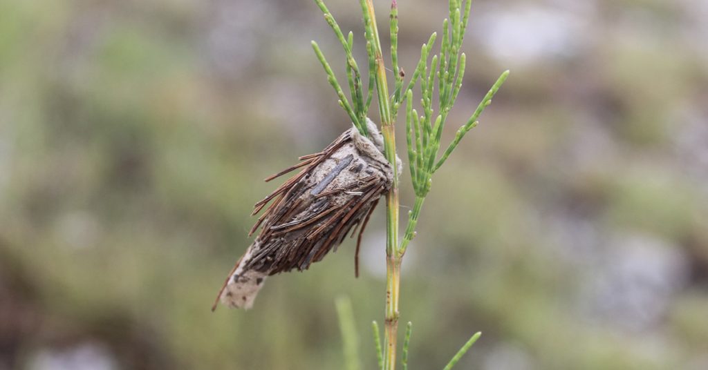 The Evergreen Bagworm: A Silent Threat To Your Trees - Featured image