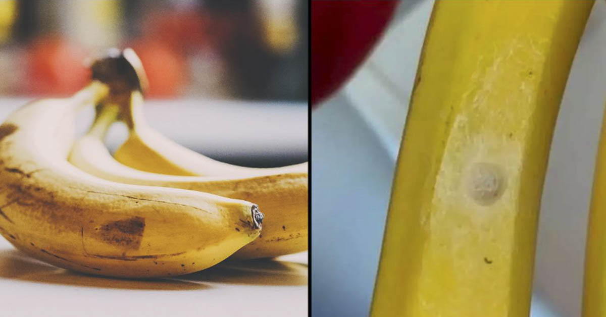 Shopper Gives Warning Over White Spots on Bananas The Premier Daily