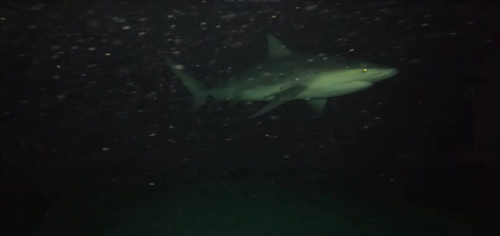 Shark at night swimming under cruise ship 