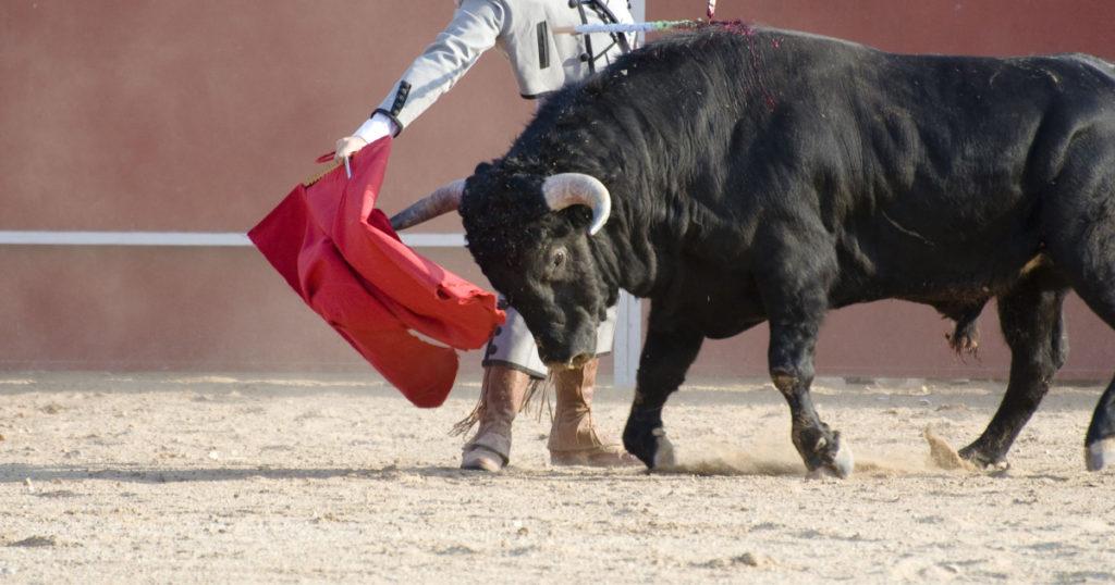 Fighting bull picture from Spain. Black bull
