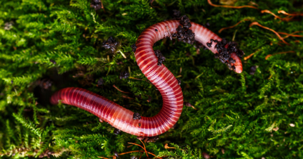 Many living earthworms for fishing in the soil, background
