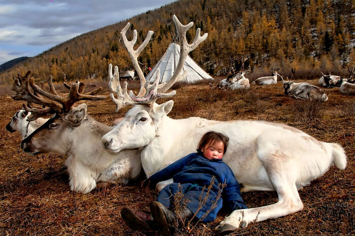 A nap with a reindeer in Mongolia