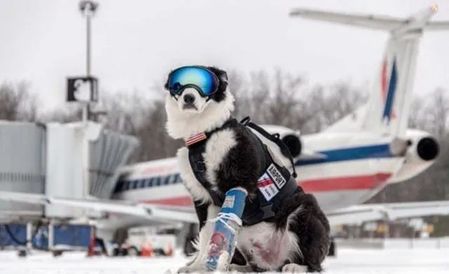 Injured snow dog airport moment