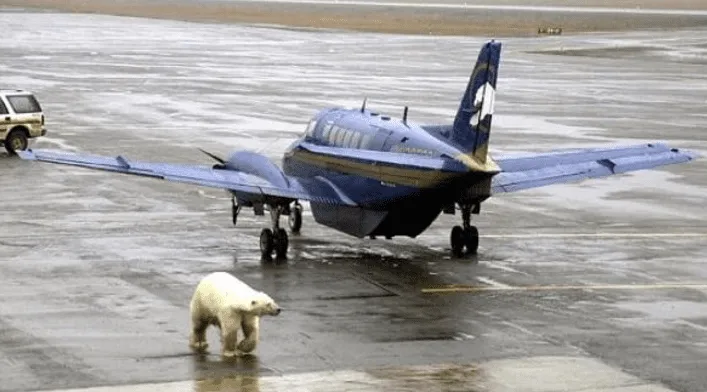 Polar bear at Alaskan airport