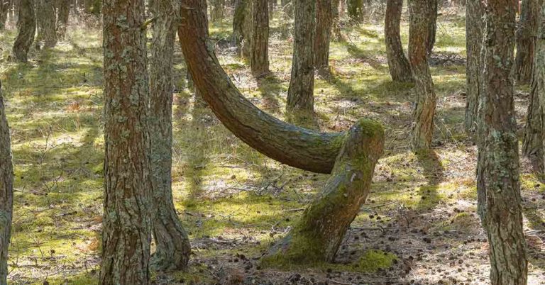 Trail Trees: A Native American Legacy - Featured image