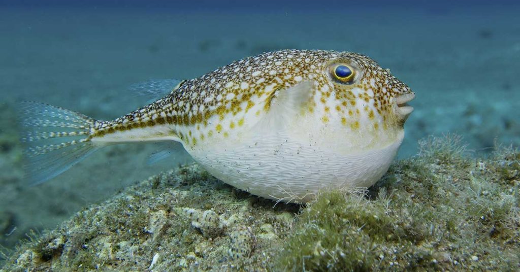 Pufferfish Create Underwater ‘Crop Circles’ to Attract Mates - Featured image