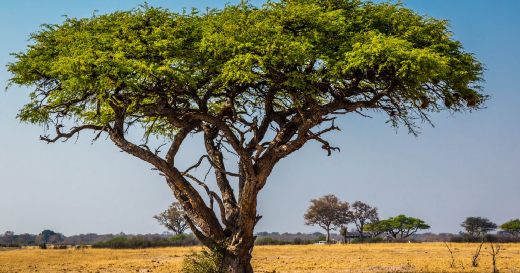 An acacia tree in Zimbabwe. September 8, 2016.
