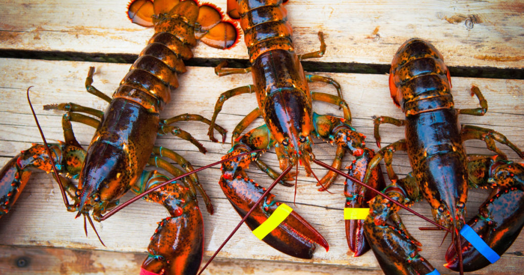 Three Lobsters
