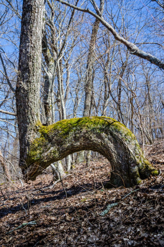 A Native American tradition of bending trees as trail markers identifies trees as uniquely shaped by humans