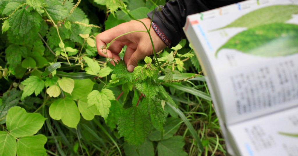 Identifying Leaves for Research in Japan

