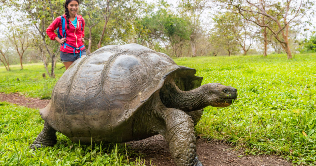 Galapagos Giant Tortoise and woman tourist on Santa Cruz Island in Galapagos Islands. Animals, nature and wildlife photo close up of tortoise in the highlands of Galapagos, Ecuador, South America.
