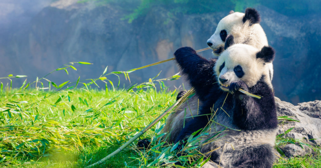 Mother Panda and her baby Panda are Snuggling and eating bamboo in the morning, in a zoo in France
