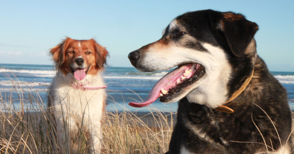 Two dogs sitting in sand dunes at a beach in New Zealand
