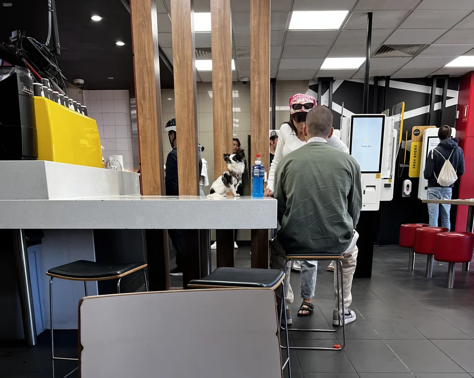 The Reddit picture inside a McDonald's with a pet dog on top of a table.