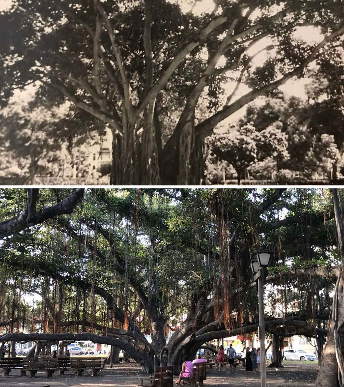then and now: The Banyan Tree in Maui: World War II Era and Present Day