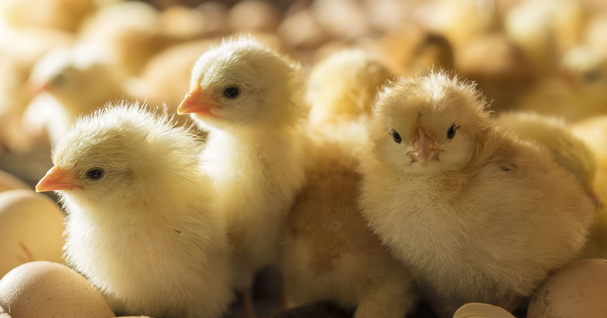 Someone Dumped 1000 Tiny Chicks In A Field, And Left Them To Die
