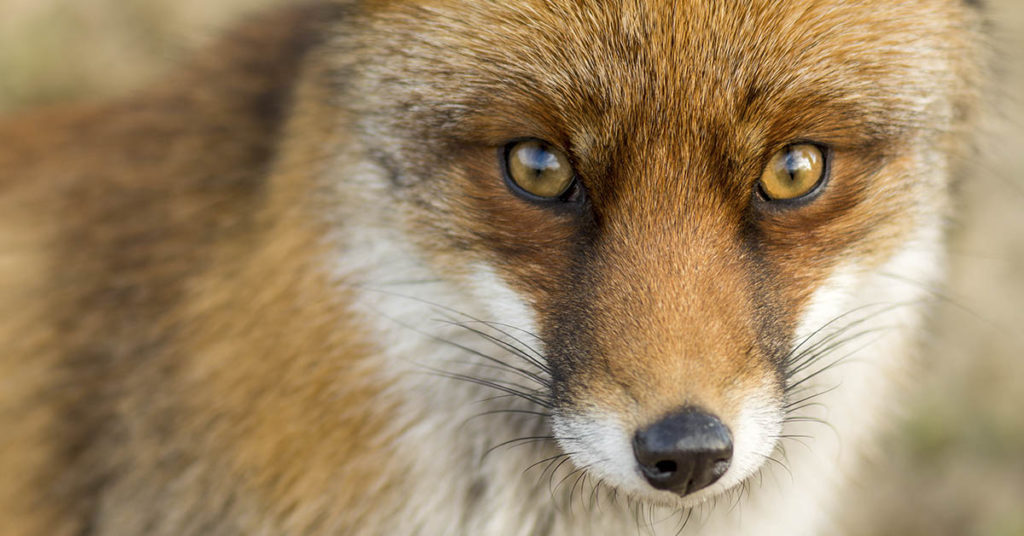 Thanks To Rapid Evolution, Foxes Are Domesticating Themselves More Like Dogs - Featured image
