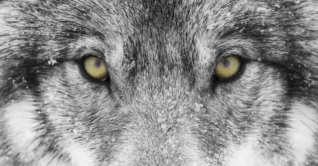 Adorable Timber Wolf Showers Wildlife Worker with Kisses - Featured image