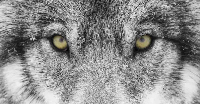 Adorable Timber Wolf Showers Wildlife Worker with Kisses - Featured image