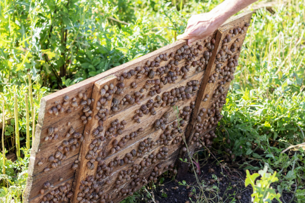 Raised wooden panel, under which living many snails. Snail farm.