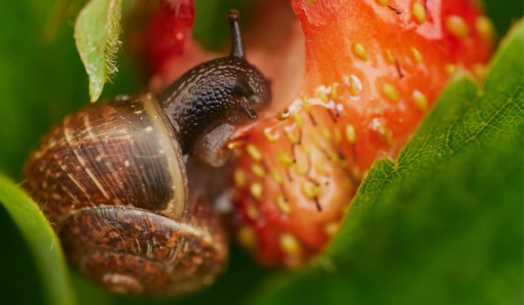 View of a grape snail devouring a strawberry harvest, on a large ripe bright red strawberry creeps and spoils the harvest, a bright colorful photograph with a selective depth of field, close-up