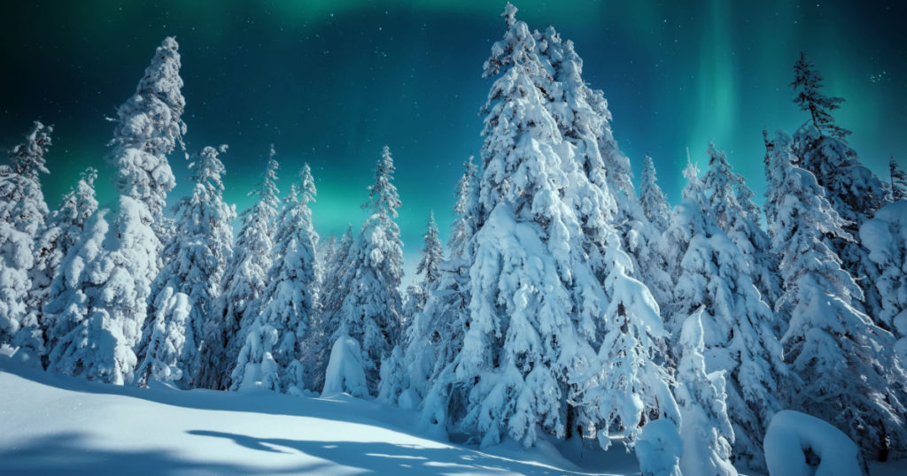 Amazing winter landscape. Wonderland in winter. Spectacular aurora borealis (northern lights) over forest through winter frosty pine trees in night scenery. Creative image. winter holiday concept.
