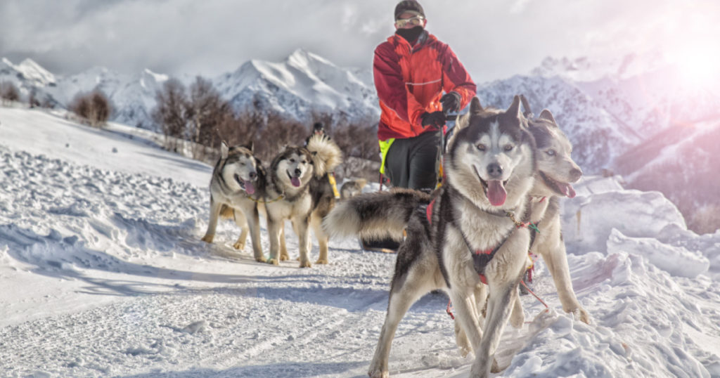 Sled dog racing alaskan malamute snow winter competition race
