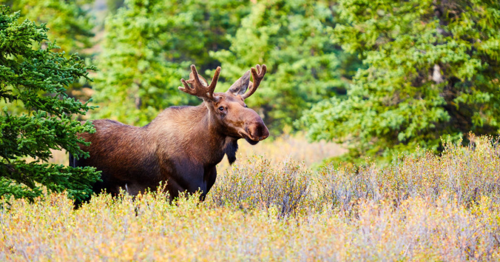 Moose, Denali National Park and Preserve, Alaska, USA
