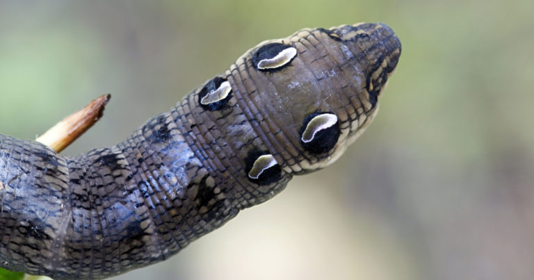 No, This Isn’t a Venomous Snake, It’s Actually a Harmless Insect. - Featured image