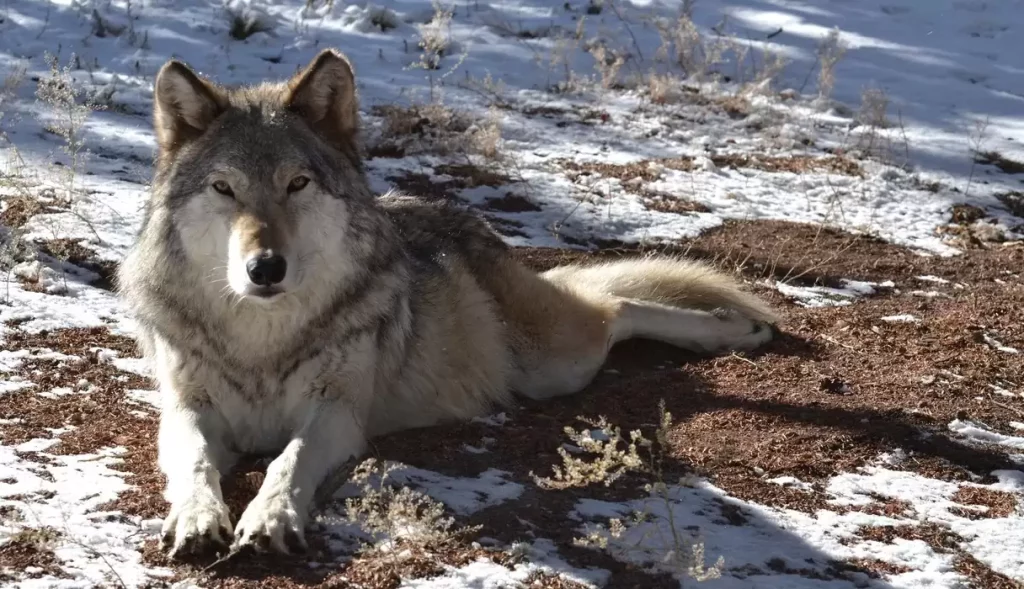 A timber wolf lying in the snow