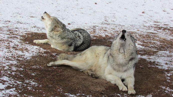 Two wolves howling 