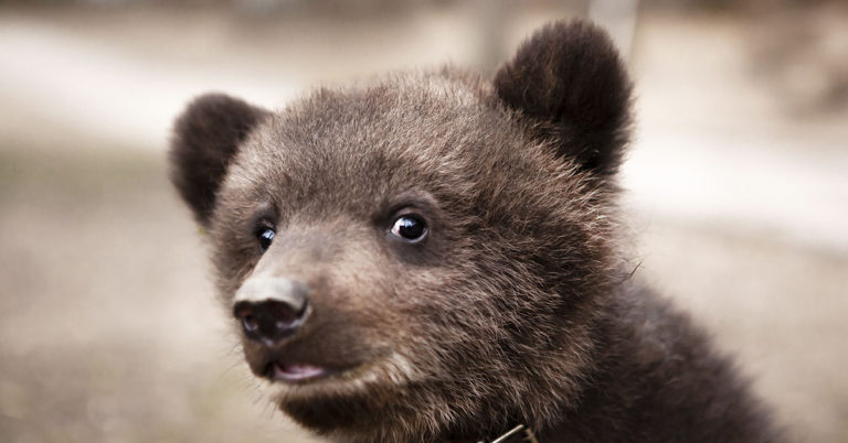 Russian Man Adopts a Bear Cub Only to Be Killed By It 4 Years Later - Featured image