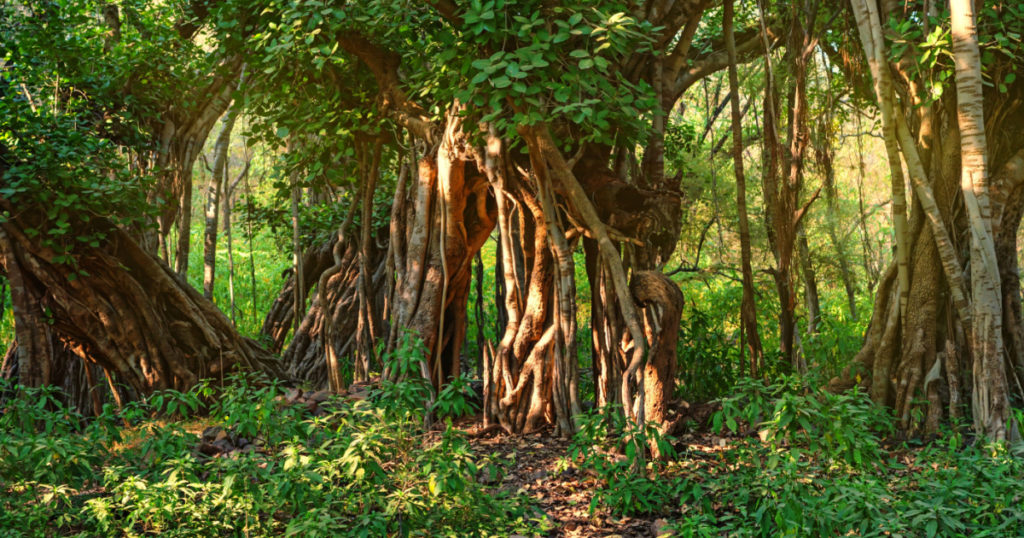 Scenic view of jungle with Indian banyan
