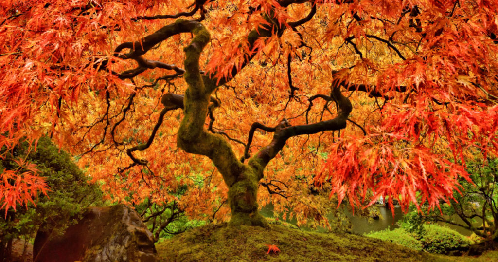 Japanese Maple Tree in Autumn with vivid colors in Portland Garden
