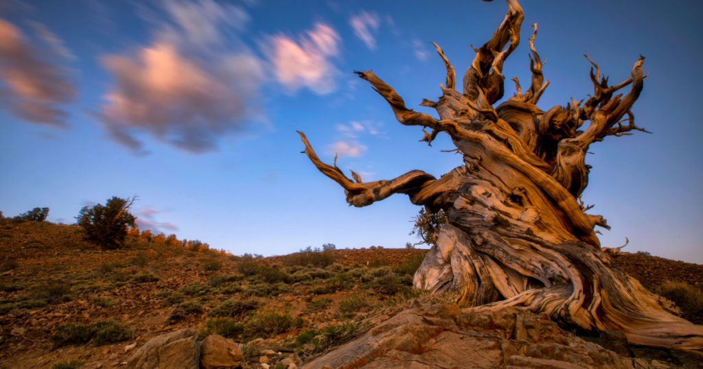 Bristlecone Pine,Pinus longaeva in the White Mountains, California. There at the Ancient Bristlecone Pine Forest is the oldest existing Lifeform on Earth. A over 5000 Years old Bristlcone Pine.
