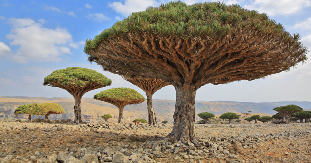Dragon tree - Dracaena cinnabari - Dragon's blood - endemic tree from Soqotra, Yemen
