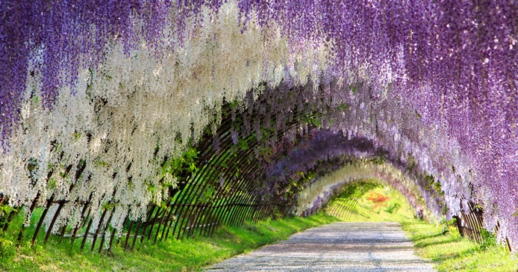 The great wisteria flower arch
