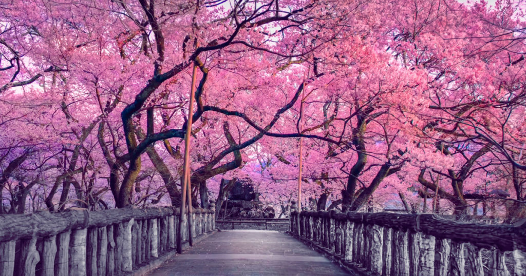 Beautiful pink cherry trees blooming extravagantly at the end of a wooden bridge in Park, Japan, Spring scenery of Japanese countryside with amazing sakura (cherry) blossoms
