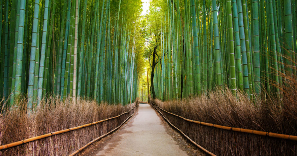 Bamboo Forest in Japan, Arashiyama, Kyoto
